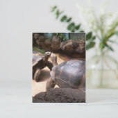 Giant Turtle Kiss Briefkaart (Staand voorkant)