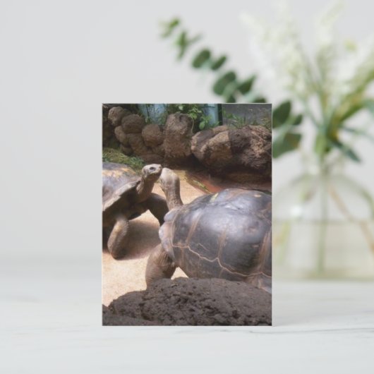 Giant Turtle Kiss Briefkaart (Staand voorkant)
