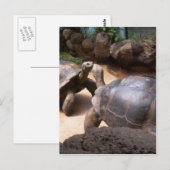 Giant Turtle Kiss Briefkaart (Voorkant / Achterkant)