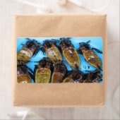 Giant Water Bug (Maeng Daa) ... Aziatische levensm Etiket (Insitu)