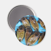 Giant Water Bug (Maeng Daa) ... Aziatische levensm Magneet (Voorkant / Achterkant)