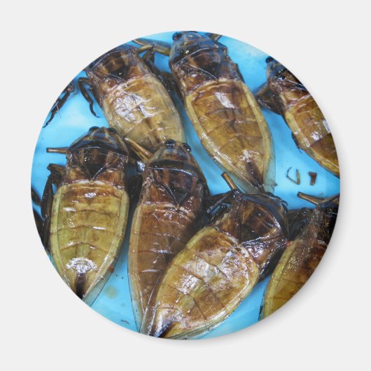 Giant Water Bug (Maeng Daa) ... Aziatische levensm Magneet (Voorkant)