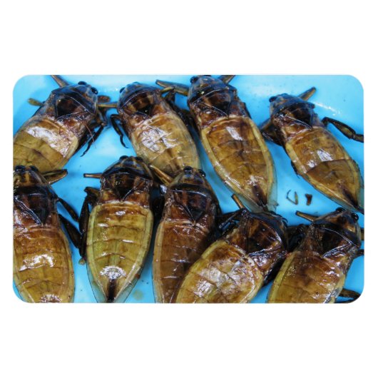 Giant Water Bug (Maeng Daa) ... Aziatische levensm Magneet (Horizontaal)