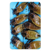 Giant Water Bug (Maeng Daa) ... Aziatische levensm Magneet (Verticaal)