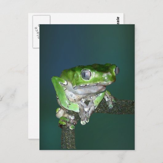 Giant Waxy Monkey Frog Briefkaart (Voorkant / Achterkant)