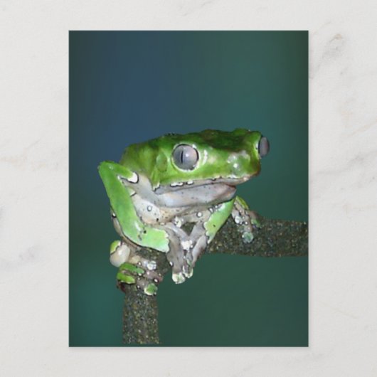 Giant Waxy Monkey Frog Briefkaart (Voorkant)