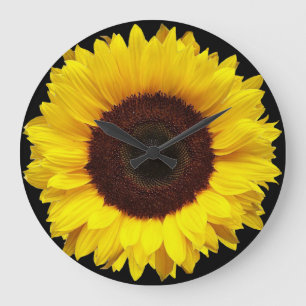 Giant Yellow Garden Sunflower op zwarte achtergron Grote Klok