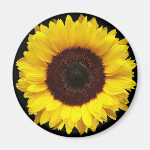 Giant Yellow Garden Sunflower op zwarte achtergron Magneet