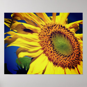 Giant Yellow Sunflower en Insect Friend Poster