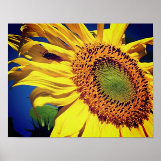 Giant Yellow Sunflower en Insect Friend Poster (Voorkant)