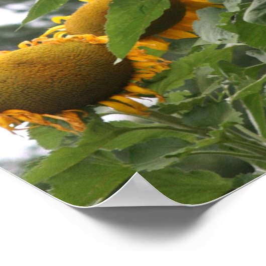 Giant Yellow Sunflower Poster (Hoek)