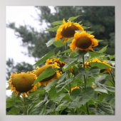 Giant Yellow Sunflower Poster (Voorkant)