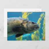 Giant Zee Bass Briefkaart (Voorkant / Achterkant)