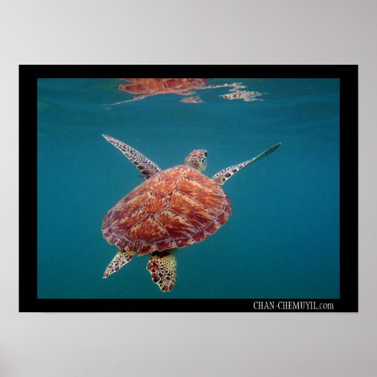 Giant Zee Turtle Poster (Voorkant)