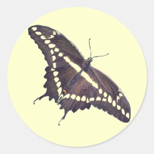 Giante Swallowtail Butterfly-stickers Ronde Sticker (Voorkant)