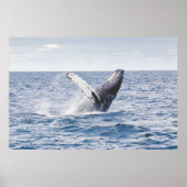 Giante walvis springt uit zee poster (Voorkant)