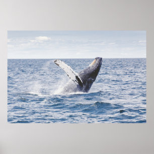 Giante walvis springt uit zee poster