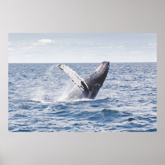 Giante walvis springt uit zee poster (Voorkant)