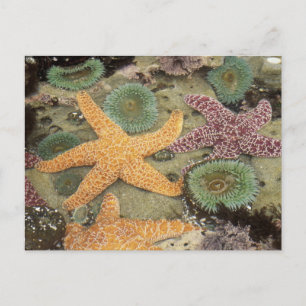 Giantgroene anemonen en ochre zeeen sterren briefkaart