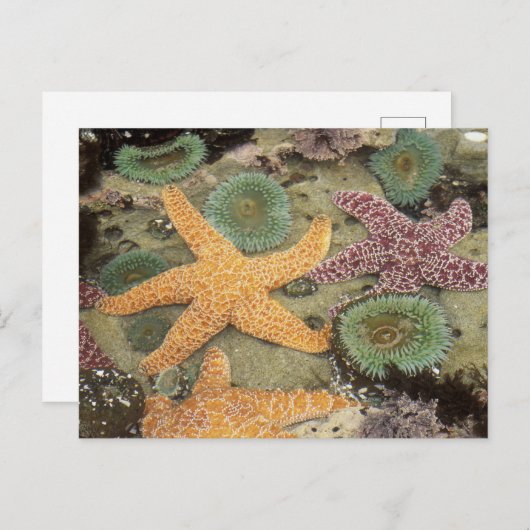 Giantgroene anemonen en ochre zeeen sterren briefkaart (Voorkant / Achterkant)