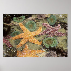 Giantgroene anemonen en ochre zeeen sterren poster