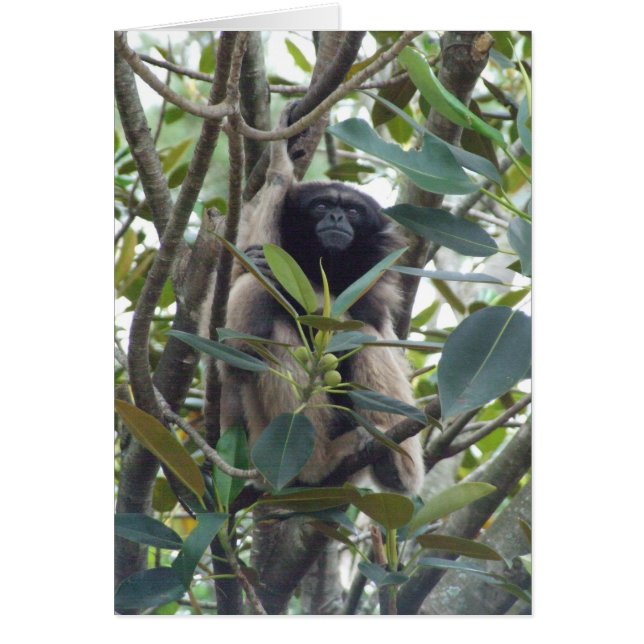 Gibbon (Voorkant)