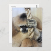 GIBBON BRIEFKAART (Voorkant / Achterkant)