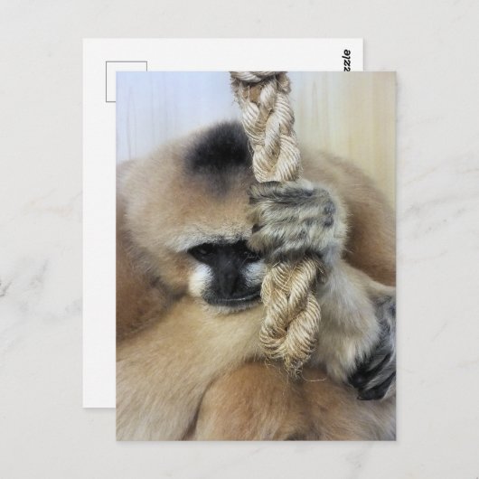 GIBBON BRIEFKAART (Voorkant / Achterkant)