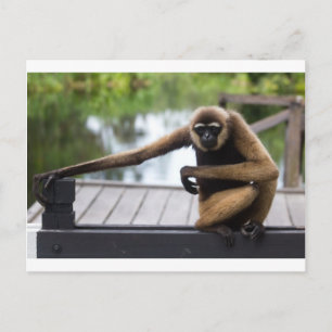 Gibbon Briefkaart