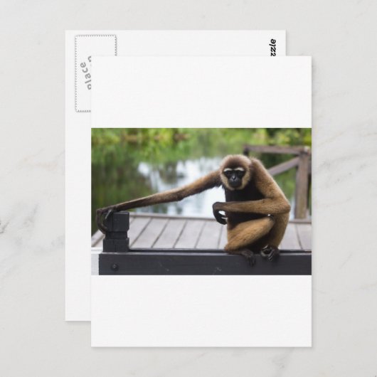 Gibbon Briefkaart (Voorkant / Achterkant)