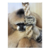 GIBBON FOTO AFDRUK (Voorkant)