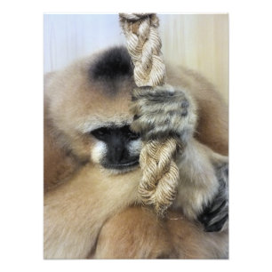 GIBBON FOTO AFDRUK