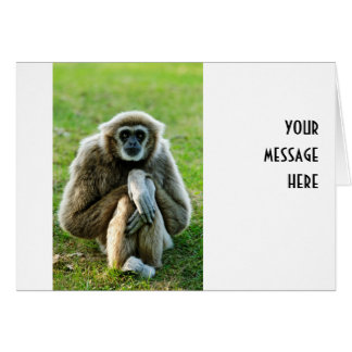 Gibbon, laten we het hebben over de betekenis van 