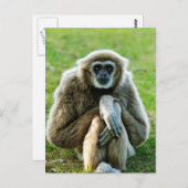 Gibbon, laten we het hebben over de betekenis van  briefkaart (Voorkant / Achterkant)