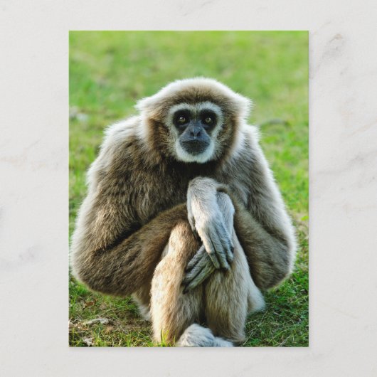 Gibbon, laten we het hebben over de betekenis van  briefkaart (Voorkant)