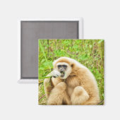 Gibbon - Magneet (Voorkant / Achterkant)