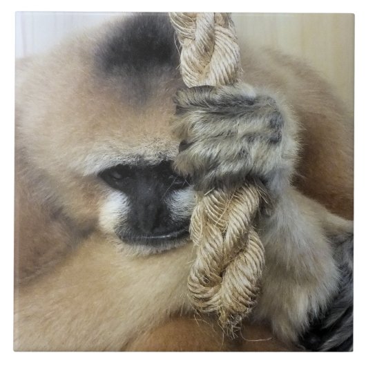 GIBBON MONKEY TEGELTJE (Voorkant)