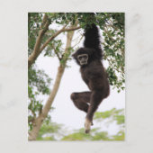 Gibbon Swling from Tree Briefkaart (Voorkant)