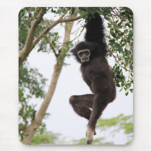 Gibbon Swling from Tree Muismat