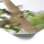 Gibbon Swling from Tree Poster (Hoek)