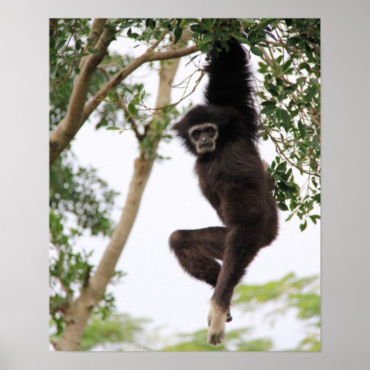 Gibbon Swling from Tree Poster (Voorkant)
