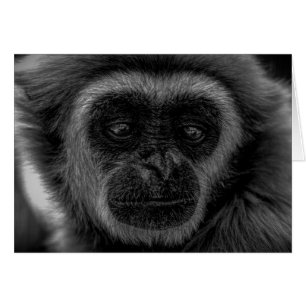 Gibbon wild indonesië mammal