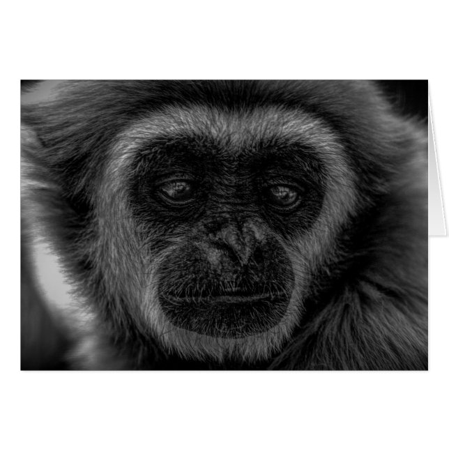 Gibbon wild indonesië mammal (Voorkant Horizontaal)