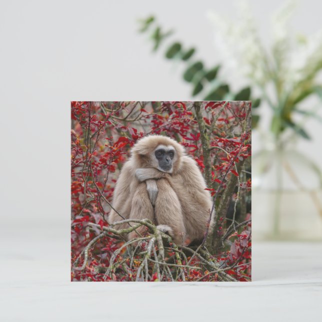 Gibbon's eenzaamheid (Staand voorkant)