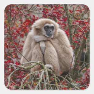 Gibbon's eenzaamheid vierkante sticker
