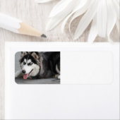 giberische husky eerst leggen etiket (Insitu)