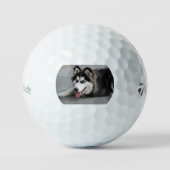 giberische husky eerst leggen golfballen (Voorkant)