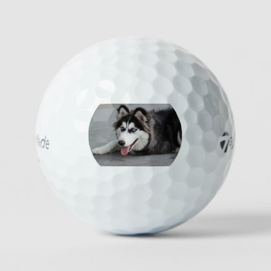 giberische husky eerst leggen golfballen (Voorkant)