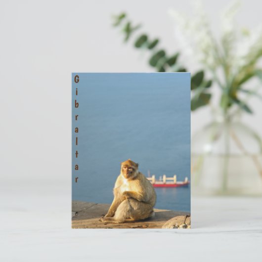 Gibraltar Barbary ape Briefkaart (Staand voorkant)