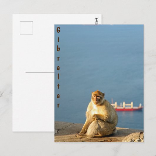 Gibraltar Barbary ape Briefkaart (Voorkant / Achterkant)